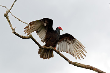 Obraz premium Ugly black bird Turkey vulture, Cathartes aura, sitting on the tree, Costa Rica. Bird with open wing. Bird with grey sky. Vulture with red head.