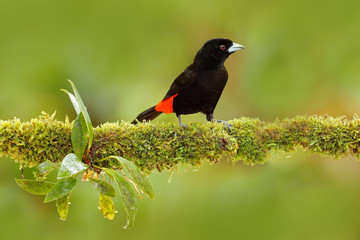 Tanager from tropic forest. Black and red song bird. Scarlet-rumped Tanager, Ramphocelus passerinii, exotic tropic red and black song bird form Costa Rica, in the green forest nature habitat.