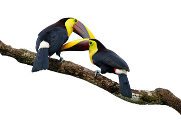 Bird love. Chesnut-mandibled Toucan sitting on the branch in tropical rain, white background. Wildlife scene from nature with beautiful bird, big bill. Pair two bird on the branch. Courtship ceremony.