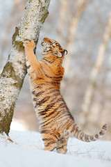Scratching tiger with snowy face. Tiger in wild winter nature.  Amur tiger running in the snow. Action wildlife scene, danger animal. Cold winter, tajga, Russia. Snowflake with beautiful tiger.