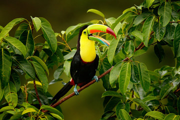 Toucan assis sur la branche dans la forêt, Boca Tapada, végétation verte, Costa Rica. Voyage nature en Amérique centrale. Toucan à carène, Ramphastos sulfuratus, oiseau à gros bec.