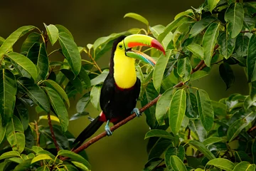 Poster Toucan sitting on the branch in the forest, Boca Tapada, green vegetation, Costa Rica. Nature travel in central America. Keel-billed Toucan, Ramphastos sulfuratus, bird with big bill. © ondrejprosicky