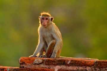 Toque macaque, Macaca sinica, monkey with evening sun. Macaque in nature habitat, Sri Lanka. Detail of monkey, Widlife scene from Asia. Beautiful forest background. Monkey hidden in the grass.