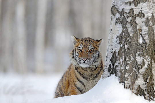 Hidden tiger with snowy face. Tiger in wild winter nature. Amur tiger running in the snow. Action wildlife scene, danger animal. Cold winter, tajga, Russia. Snowflake with beautiful Siberian tiger.
