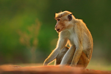 Toque macaque, Macaca sinica, monkey with evening sun. Macaque in nature habitat, Sri Lanka. Detail of monkey, Widlife scene from Asia. Beautiful forest background. Monkey hidden in the grass.