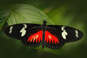 Fototapeta na wymiar Butterfly Heliconius Hacale zuleikas, in nature habitat. Nice insect from Costa Rica in the green forest. Butterfly sitting on the leave from Panama. Butterfly with ping flower. Wildlife in the forest