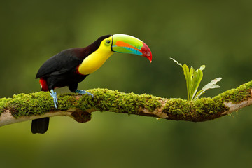 Keel-billed Toucan, Ramphastos sulfuratus, bird with big bill. Toucan sitting on the branch in the...