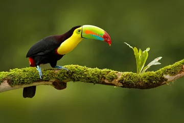 Foto auf Alu-Dibond Kiel-berechneter Toucan, Ramphastos sulfuratus, Vogel mit großer Rechnung. Tukan sitzt auf dem Ast im Wald, Boca Tapada, grüne Vegetation, Costa Rica. Naturreisen in Mittelamerika. © ondrejprosicky