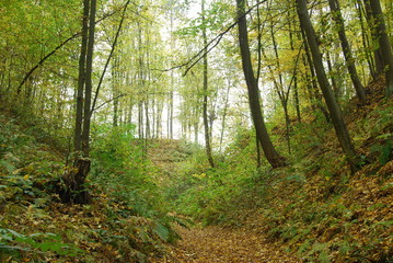 Fototapeta na wymiar Kazimierski Park Krajobrazowy.