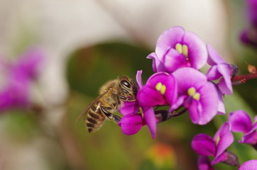 Honeybee and Coral pea