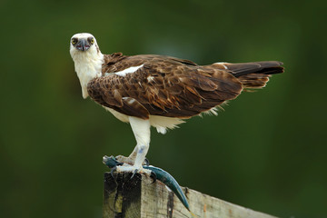 Bird of prey Osprey, Pandion haliaetus, feeding catch fish, Belize. Wildlife scene from nature. Eagle with dead fish. Bird with food.