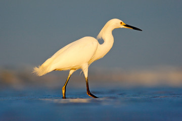 Heron with sun in the morning sunrise. Snowy Egret, Egretta thula, in the coast habitat. Bird with the dark blue sea. Heron in the water. Bird with morning sun, Costa Rica. First light with bird.