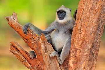 Common Langur, Semnopithecus entellus, monkey sitting on tree, nature habitat, Sri Lanka. Feeding scene with langur. Wildlife of Sri Lanka. Monkey in nature habitat, clear background and foreground.
