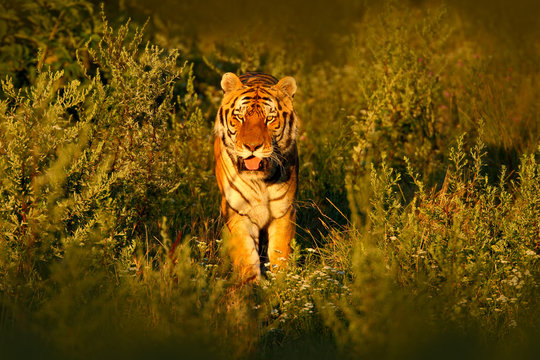 Siberian tiger in beautiful evening sun. Amur tiger running in the grass. Action wildlife summer scene with danger animal. Sunset in tajga, Russia. Wild cat in nature, wildlife. Face fixed tiger look.