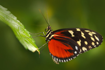 Butterfly Heliconius Hacale zuleikas, in nature habitat. Nice insect from Costa Rica in the green forest. Butterfly sitting on the leave from Panama. Butterfly with ping flower. Wildlife in the forest