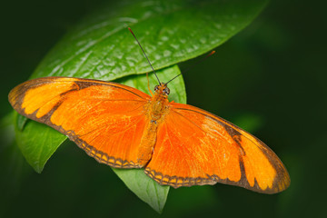 Dryas iulia, Spelled julia heliconian, in nature habitat. Nice insect from Costa Rica in the green...