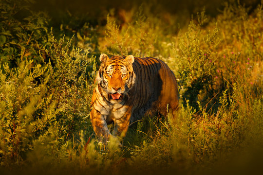 Face fixed tiger look. Siberian tiger in evening sun. Amur tiger in sunset grass. Action wildlife winter with danger animal. Summer in tajga, Russia. Beautiful background. Tiger in the forest.