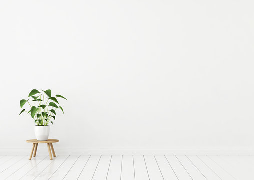 Empty white interior with plant in pot on wooden stool. 3d rendering.