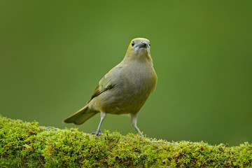 Palm Tanager, Thraupis palmarum, bird in the green forest habitat, Costa Rica. Tanager sitting on beautiful moss brach with clear background. Bird in the habitat, birdwatching in South America.