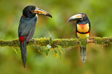 Pair of Collared Aracari, Pteroglossus torquatus, birds with big bill. Two Toucan sitting on the branch in the forest, Boca Tapada, Costa Rica. Nature bird travel in central America. Bird love, jungle