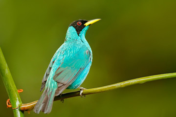 Green Honeycreeper, Chlorophanes spiza, exotic tropic malachite green and blue bird form Costa Rica. Tanager from tropic forest. Close-up portrait of nice animal in habitat. Detail of beautiful bird.