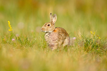 Animal in nature habitat, life in the meadow, Germany. European rabbit or common rabbit, Oryctolagus cuniculus, hidden in the grass. Wildlife Europe. Cute rabbit with flower dandelion sitting in grass