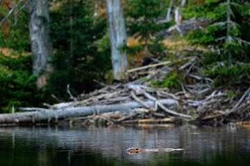 Beaver, Castor fiber, in the mountain lake, beaver castle in the background. Wildlife scene from nature. Animal from Sumava mountain, Czech Republic. Beaver in water surface, swimming during the night