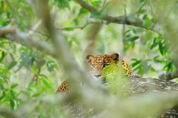 Foto op Canvas Sri Lankan leopard, Panthera pardus kotiya, big spotted cat lying on the tree in the nature habitat, Yala national park, Sri Lanka. Leoprad hidden in green vegetation. Art view of nature. © ondrejprosicky