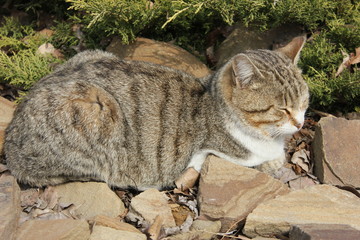lying cat on the rocks
