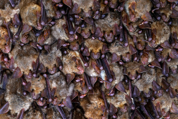 Bat colony in cave. Greater mouse-eared bat, Myotis myotis, in the nature cave habitat, Cesky kras, Czech Rep. Underground animal sitting on stone in grey rock tunnel. Night bat, winter hibernate. © ondrejprosicky