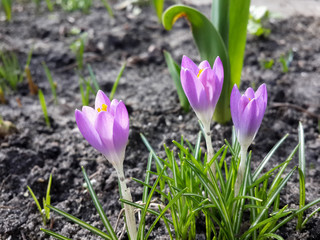 Beautiful spring purple crocuses