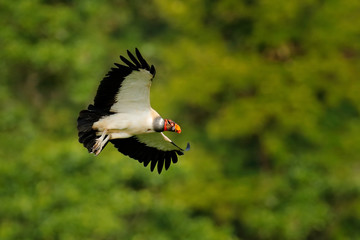 King vulture, Sarcoramphus papa, large bird found in Central and South America. King vulture in fly. Flying bird, forest in the background. Wildlife scene from tropic nature.