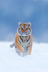 Obraz premium Działający tygrys z śnieżną twarzą. Tygrys w dzikiej zimowej przyrodzie. Amur tygrys biegający w śniegu. Akcja sceny dzikich zwierząt, niebezpieczeństwo zwierząt. Zimna zima, tajga, Rosja. Płatek śniegu z pięknym tygrysem syberyjskim.