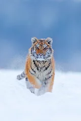 Photo sur Plexiglas Tigre Tigre courant au visage enneigé. Tigre dans la nature sauvage d& 39 hiver. Tigre de l& 39 Amour courant dans la neige. Scène de la faune d& 39 action, animal dangereux. Hiver froid, tajga, Russie. Flocon de neige avec un beau tigre de Sibérie.