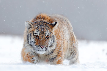 Running tiger with snowy face. Tiger in wild winter nature.  Amur tiger running in the snow. Action wildlife scene, danger animal. Cold winter, tajga, Russia. Snowflake with beautiful Siberian tiger.