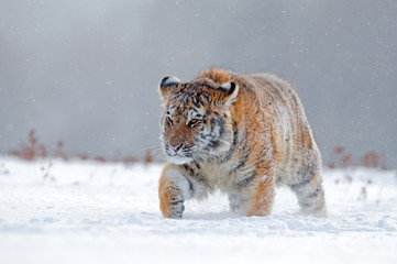 Running tiger with snowy face. Tiger in wild winter nature.  Amur tiger running in the snow. Action wildlife scene, danger animal. Cold winter, tajga, Russia. Snowflake with beautiful Siberian tiger.