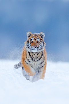 Fototapeta Running tiger with snowy face. Tiger in wild winter nature.  Amur tiger running in the snow. Action wildlife scene, danger animal. Cold winter, tajga, Russia. Snowflake with beautiful Siberian tiger.