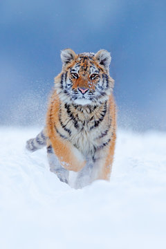 Fototapeta Running tiger with snowy face. Tiger in wild winter nature.  Amur tiger running in the snow. Action wildlife scene, danger animal. Cold winter, tajga, Russia. Snowflake with beautiful Siberian tiger.