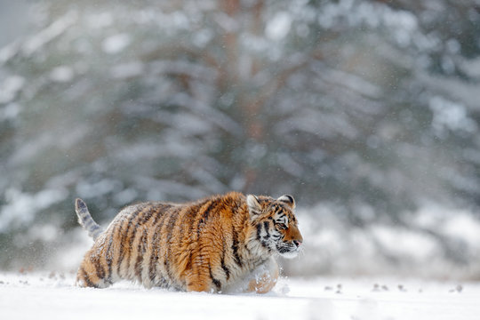 Running tiger with snowy face. Tiger in wild winter nature.  Amur tiger running in the snow. Action wildlife scene, danger animal. Cold winter, tajga, Russia. Snowflake with beautiful Siberian tiger.