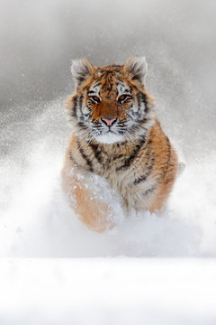 Running tiger with snowy face. Tiger in wild winter nature.  Amur tiger running in the snow. Action wildlife scene, danger animal. Cold winter, tajga, Russia. Snowflake with beautiful Siberian tiger.