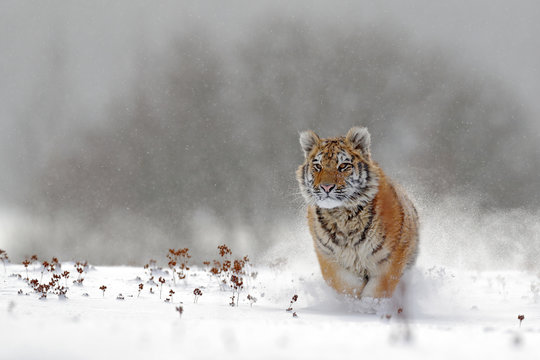 Running tiger with snowy face. Tiger in wild winter nature.  Amur tiger running in the snow. Action wildlife scene, danger animal. Cold winter, tajga, Russia. Snowflake with beautiful Siberian tiger.