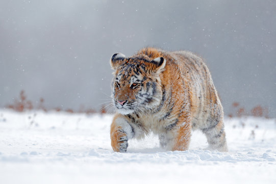 Running tiger with snowy face. Tiger in wild winter nature.  Amur tiger running in the snow. Action wildlife scene, danger animal. Cold winter, tajga, Russia. Snowflake with beautiful Siberian tiger.