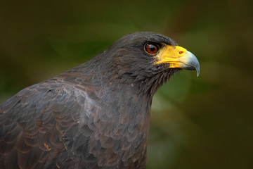 Great Black-Hawk, Buteogallus urubitinga, detail portrait of wild bird from Belize. Birdwatching of South America. Wildlife scene from nature. Yellow bill bird in the forest. Close-up portrait, eagle.