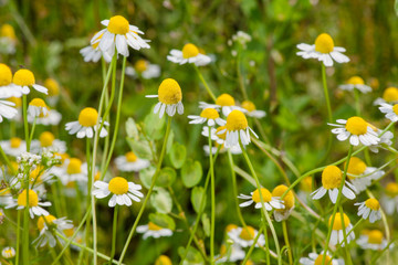 Blooming chamomile field. Beautiful nature scene with blooming medical chamomilles. Alternative medicine Spring Daisy. Selective focus.