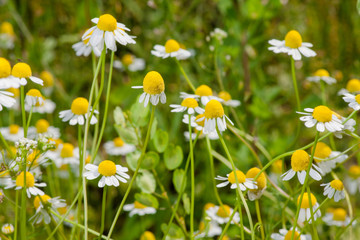 Fototapeta na wymiar Blooming chamomile field. Beautiful nature scene with blooming medical chamomilles. Alternative medicine Spring Daisy. Selective focus.