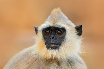 Common Langur, Semnopithecus entellus, monkey sitting in grass, nature habitat, Sri Lanka. Feeding scene with langur. Wildlife of Sri Lanka. Monkey in nature habitat, clear background and foreground.