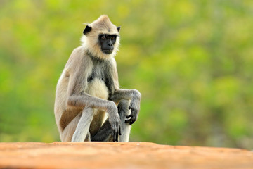 Common Langur, Semnopithecus entellus, monkey sitting in grass, nature habitat, Sri Lanka. Feeding scene with langur. Wildlife of Sri Lanka. Monkey in nature habitat, clear background and foreground.