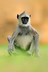 Common Langur, Semnopithecus entellus, monkey sitting in grass, nature habitat, Sri Lanka. Feeding scene with langur. Wildlife of Sri Lanka. Monkey in nature habitat, clear background and foreground.