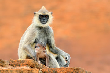 Common Langur, Semnopithecus entellus, monkey sitting in grass, nature habitat, Sri Lanka. Feeding scene with langur. Wildlife of Sri Lanka. Monkey in nature habitat, clear background and foreground.