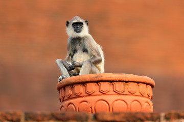 Fototapeta premium Common Langur, Semnopithecus entellus, monkey sitting in grass, nature habitat, Sri Lanka. Feeding scene with langur. Wildlife of Sri Lanka. Monkey in nature habitat, clear background and foreground.